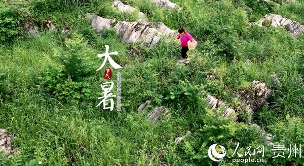 大暑：遵义务川仡佬解暑美食斑鸠豆腐-北京餐饮网