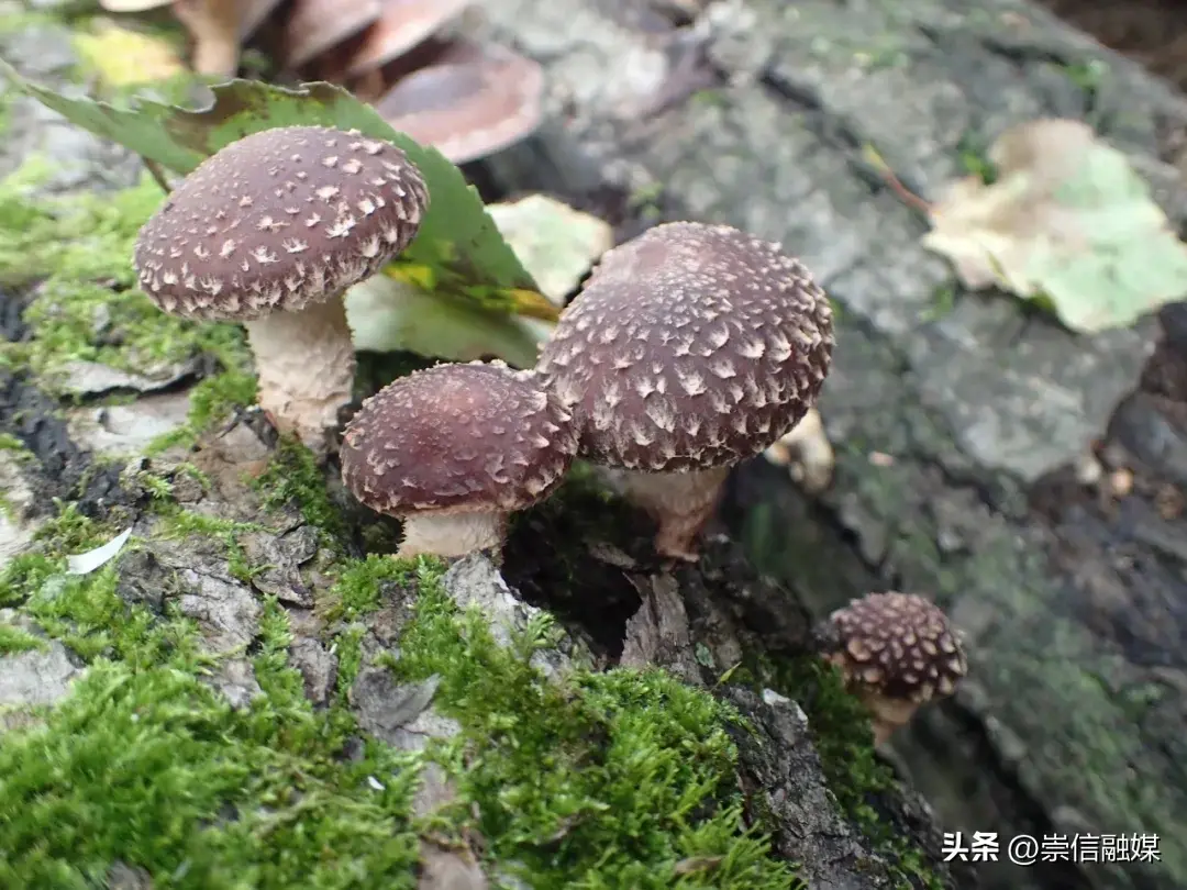 别馋云南菌子了，这6种超市里的菌菇同样味道鲜美、营养丰富（内附做法）-北京餐饮网